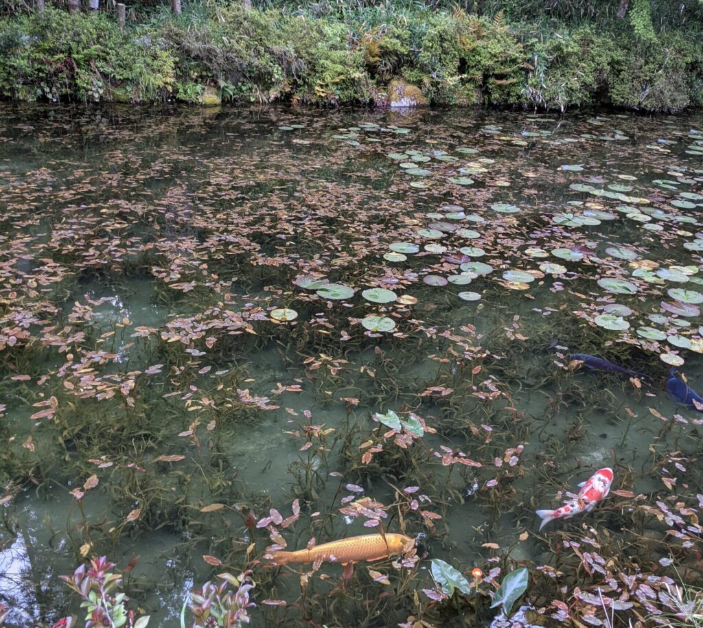 モネの池
