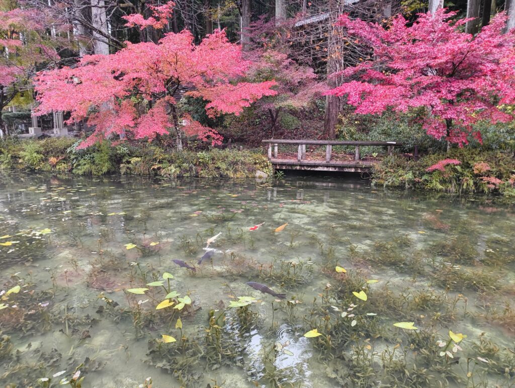 紅葉とモネの池