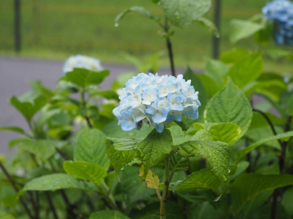 アジサイ