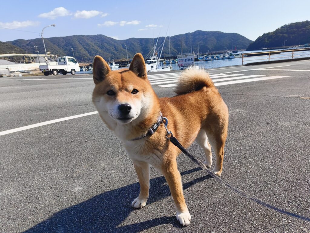 飼っている柴犬