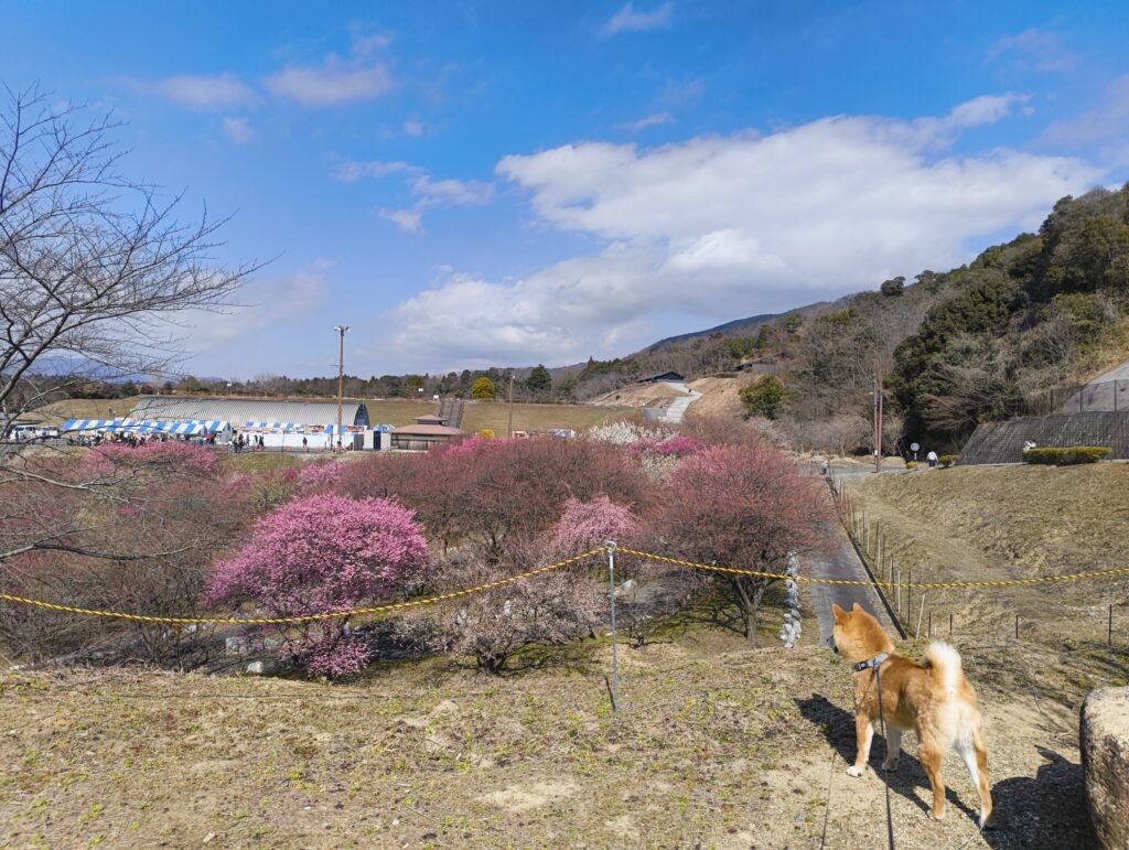 梅林公園を一望