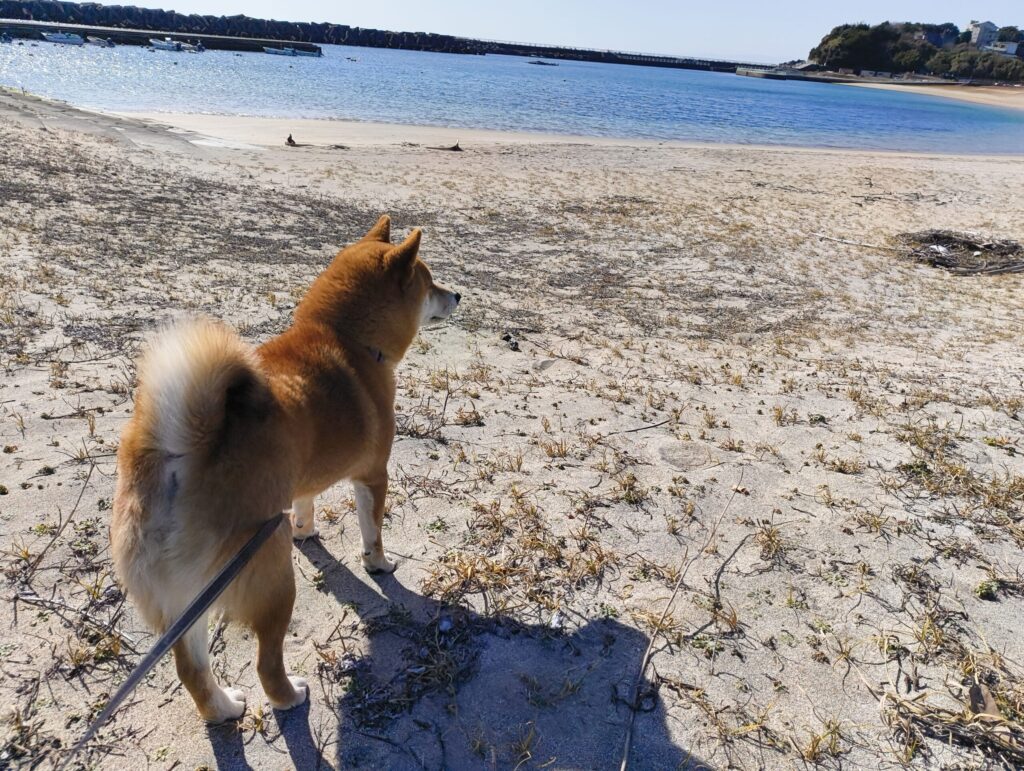 柴犬と海辺を散歩