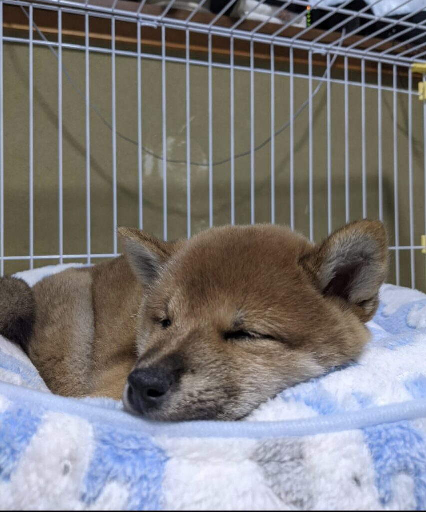 柴犬まさるパピーの頃