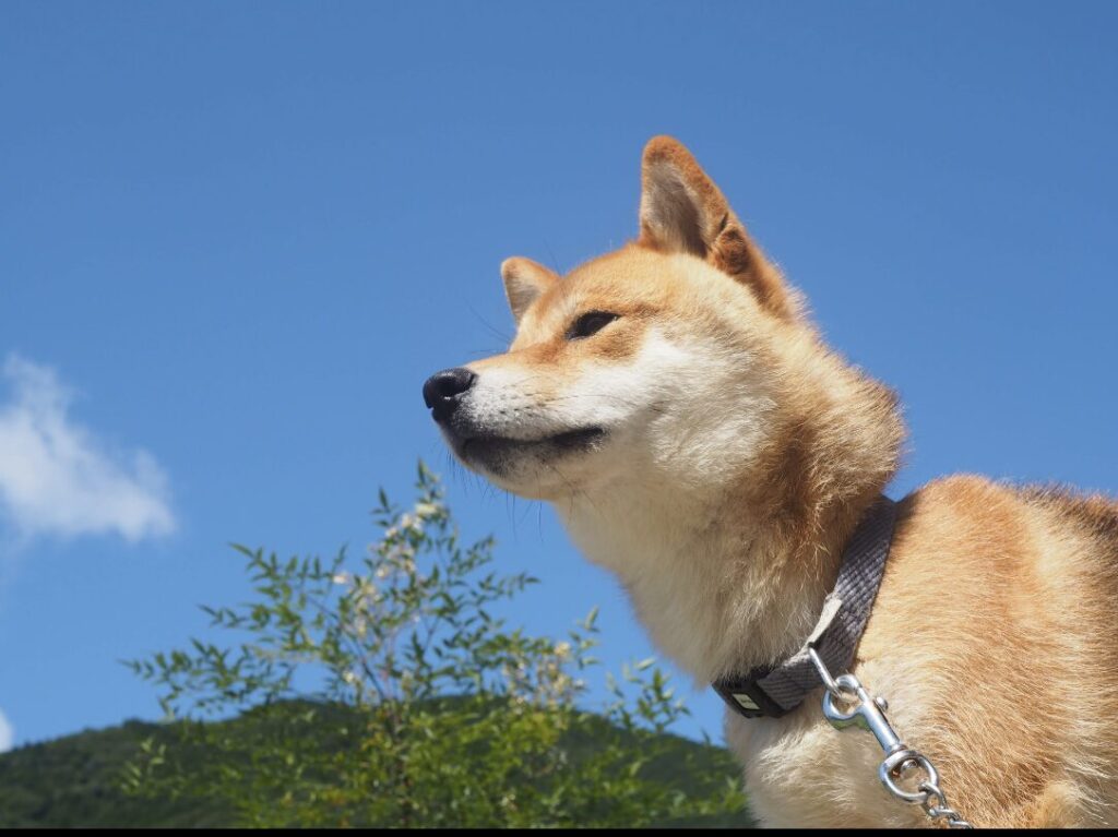 柴犬まさる🐾の写真