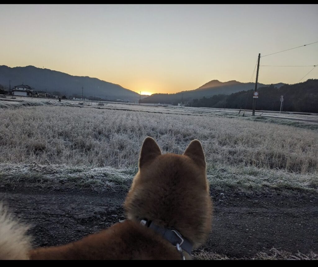 冬の朝焼けと柴犬のイラスト