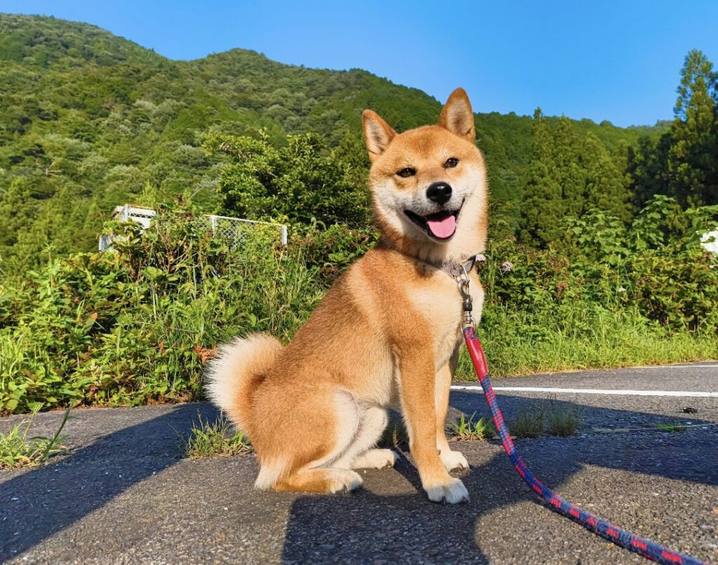 柴犬はっさく
