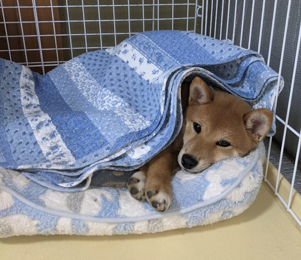 パピー時代のまさる🐾