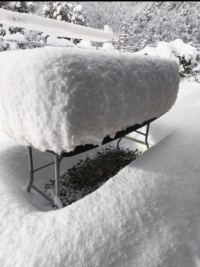 朝起きてこの雪