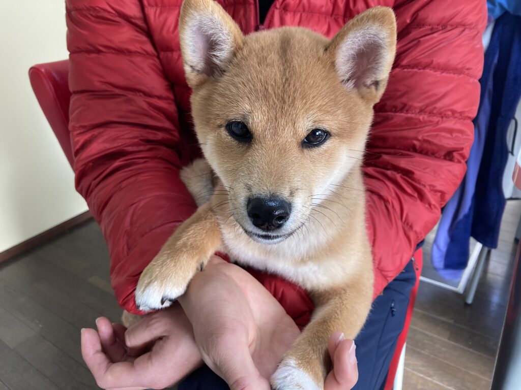 柴犬のパピーの写真