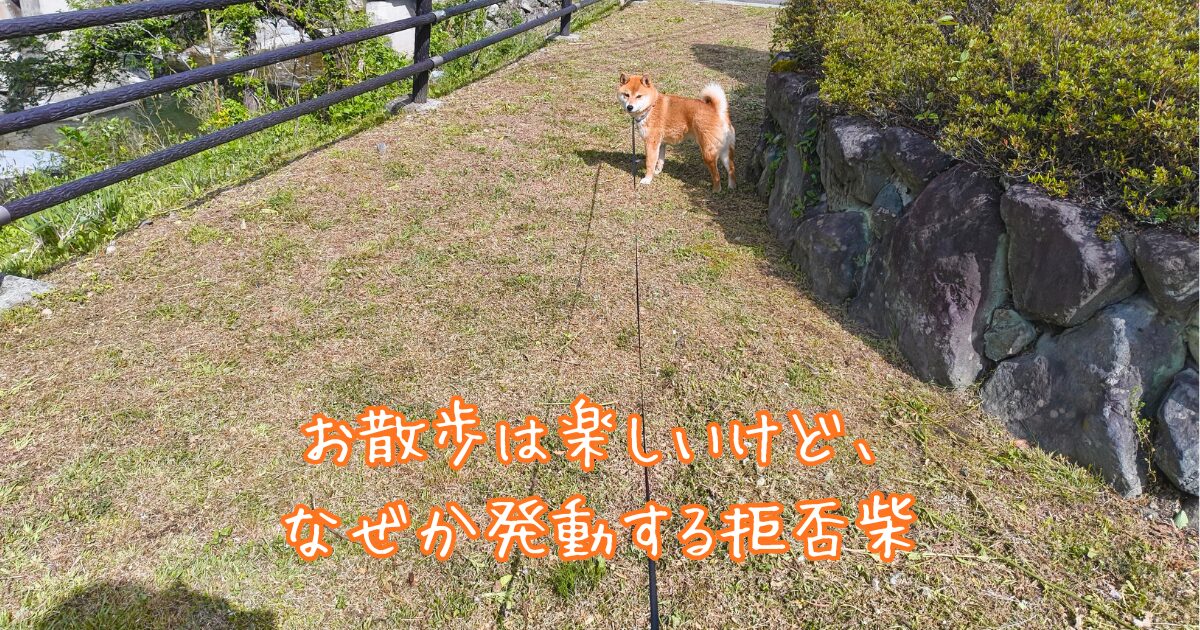 散歩中に発動する拒否柴の写真