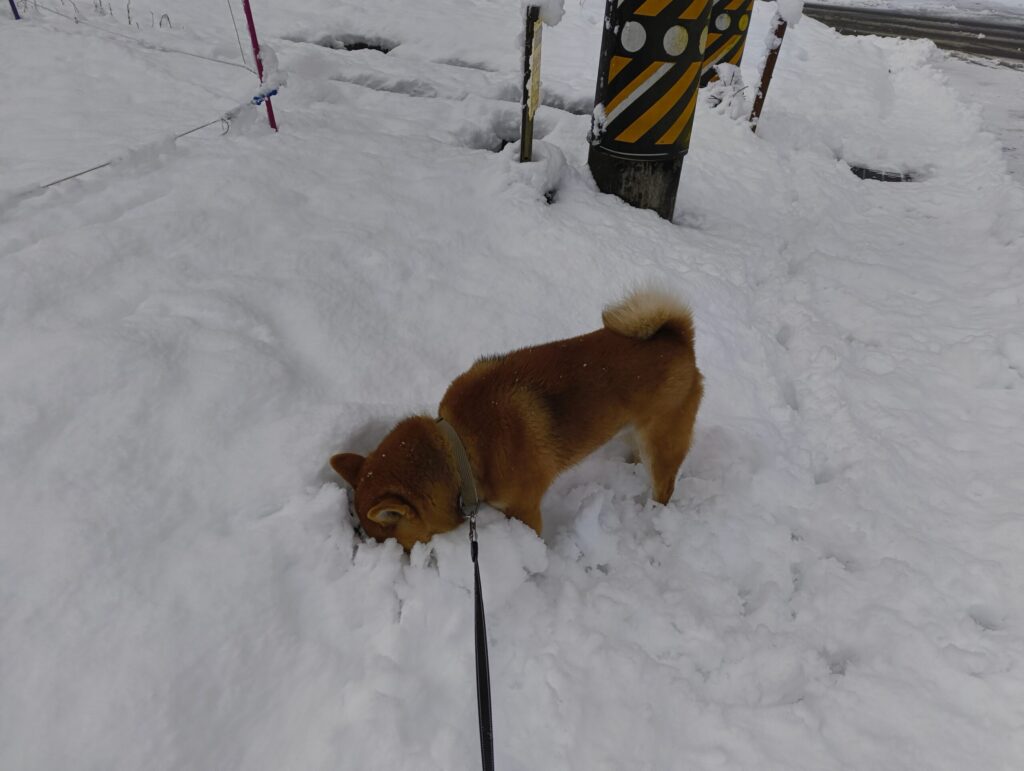 雪深くても平気な柴犬の写真