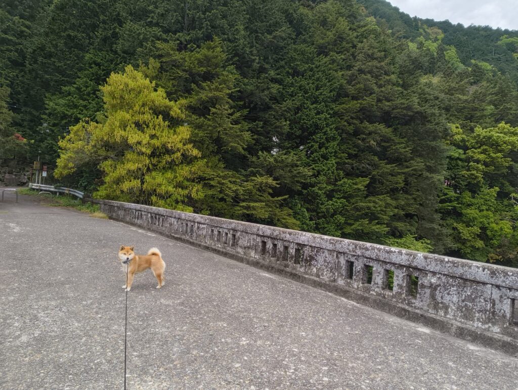 お散歩中の拒否柴の写真