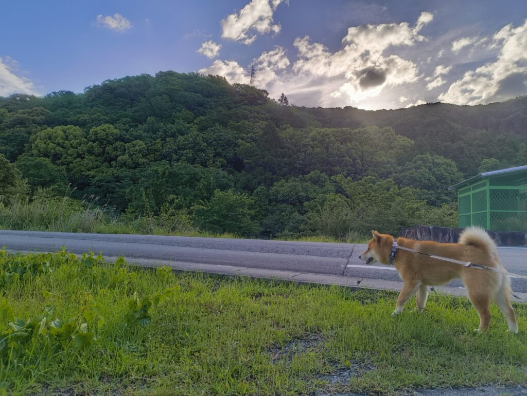 早朝のお散歩の写真