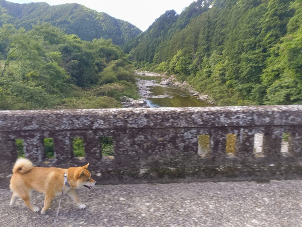 元気に歩く柴犬の写真