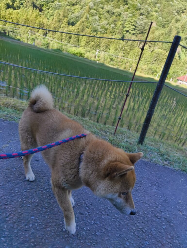 アスファルトに日が照る前に散歩する柴犬の写真