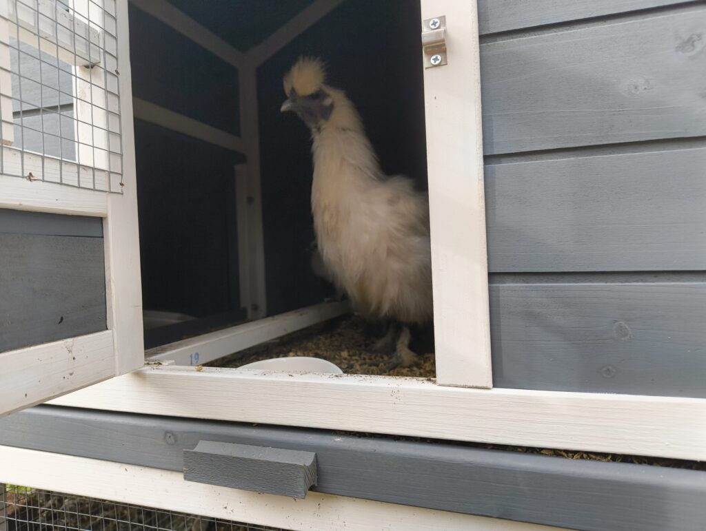 鶏小屋 簡単 抱卵中の烏骨鶏の様子