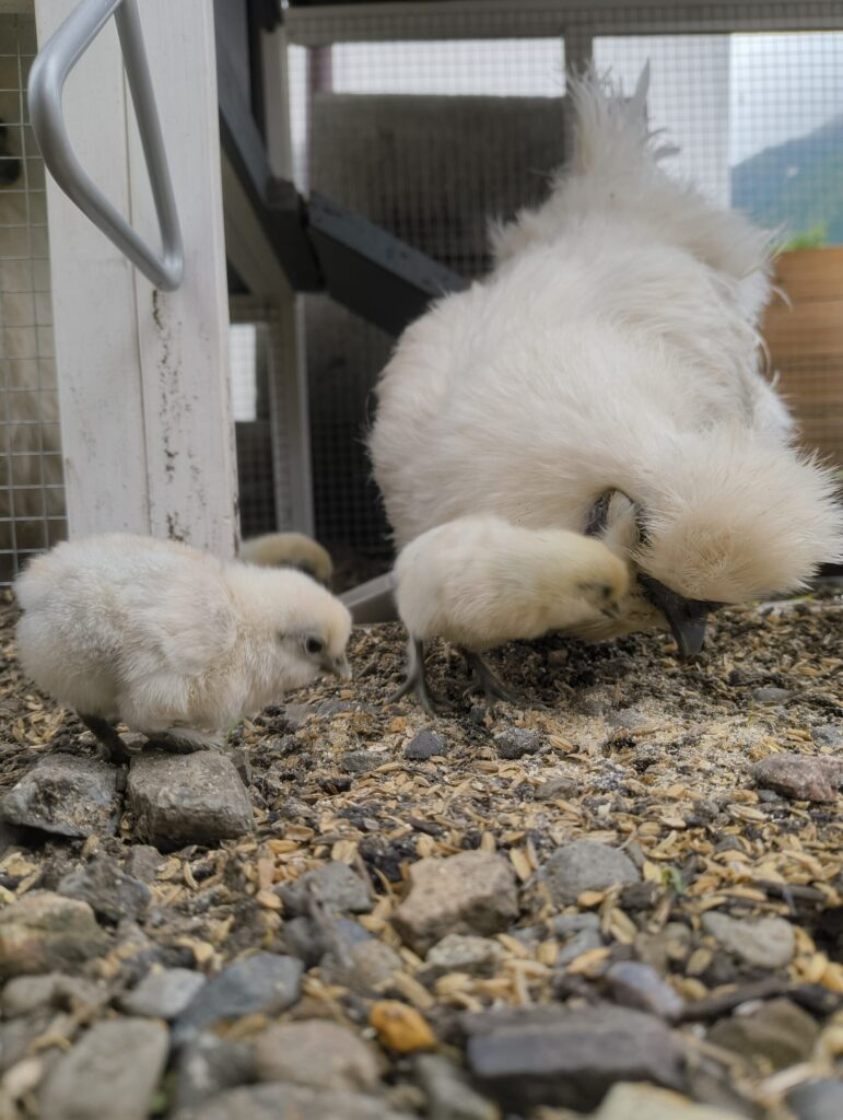 烏骨鶏の様子を写した写真