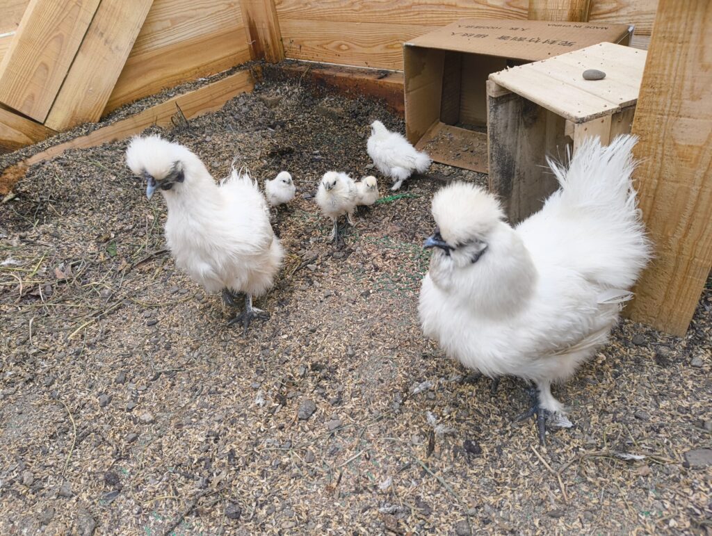 烏骨鶏の親子の写真