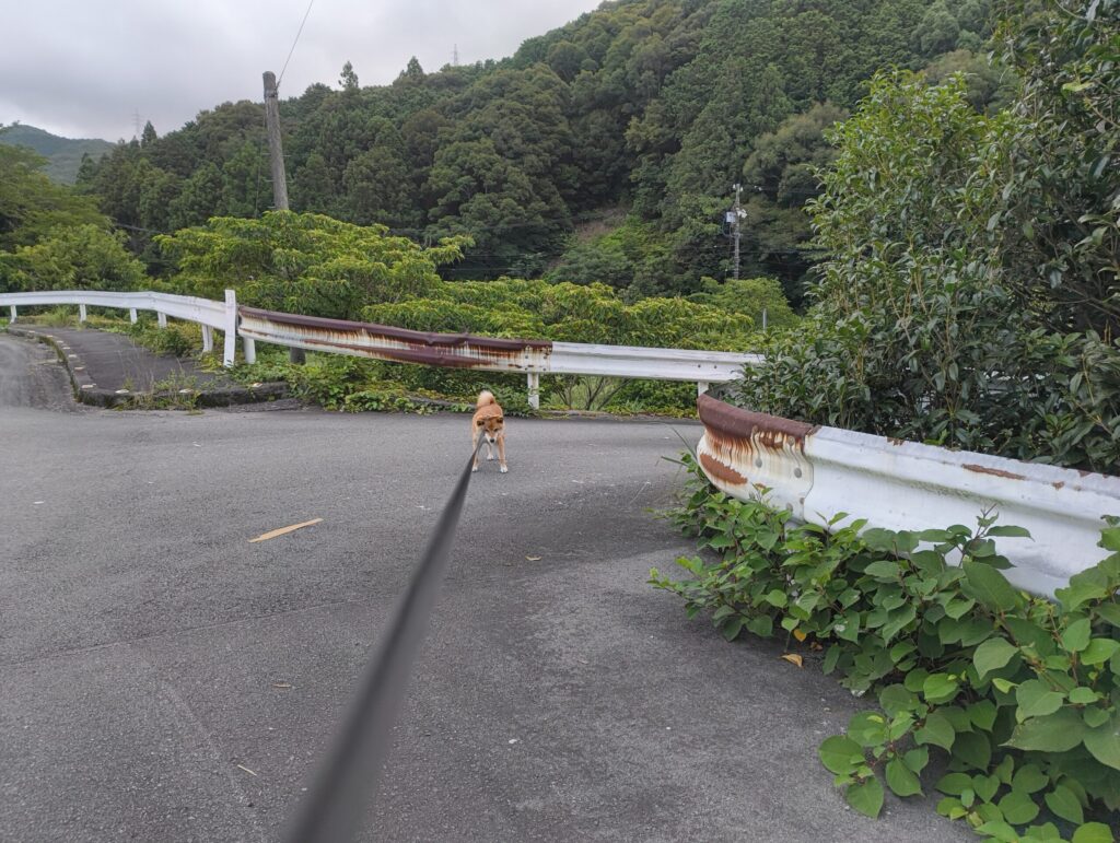 拒否芝している柴犬の写真