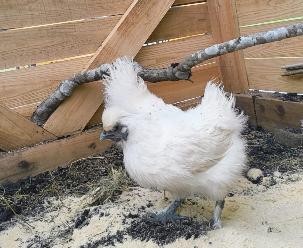 烏骨鶏、羽をばたつかせている写真