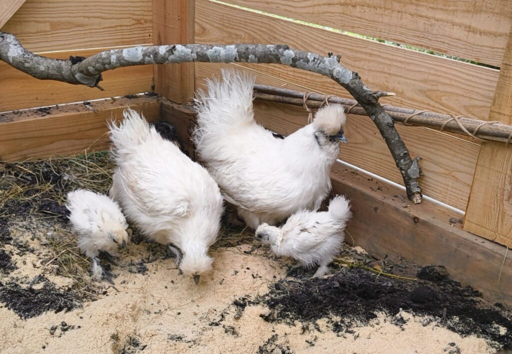 烏骨鶏の親子たちの写真