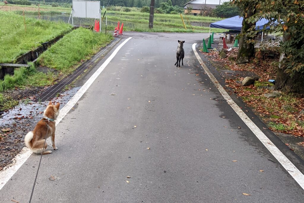 野生のカモシカと出会った柴犬の写真