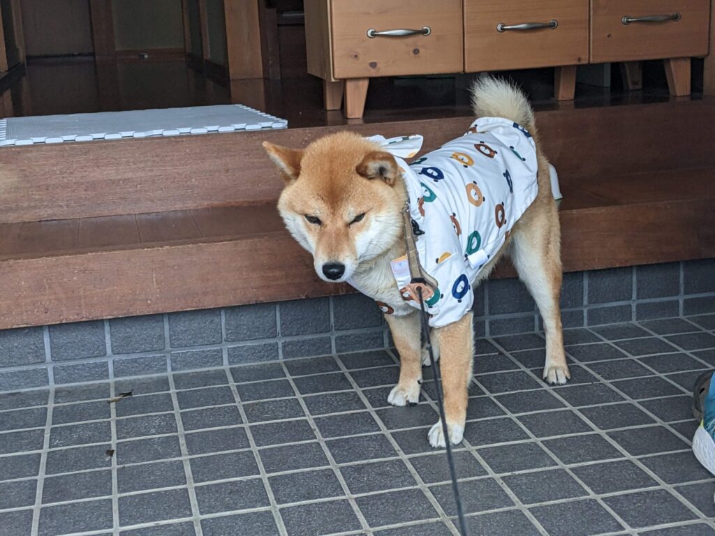 雨合羽を着たけどあまり散歩に行きたがらない柴犬の写真