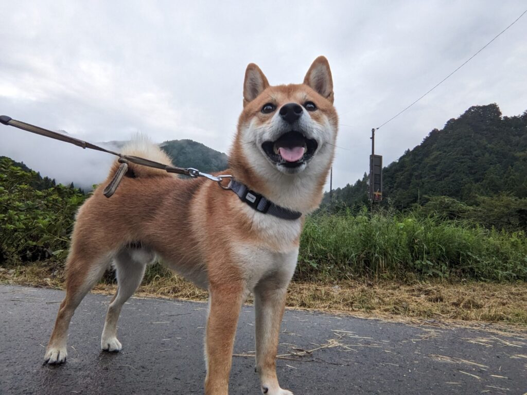 柴犬の散歩風景の写真