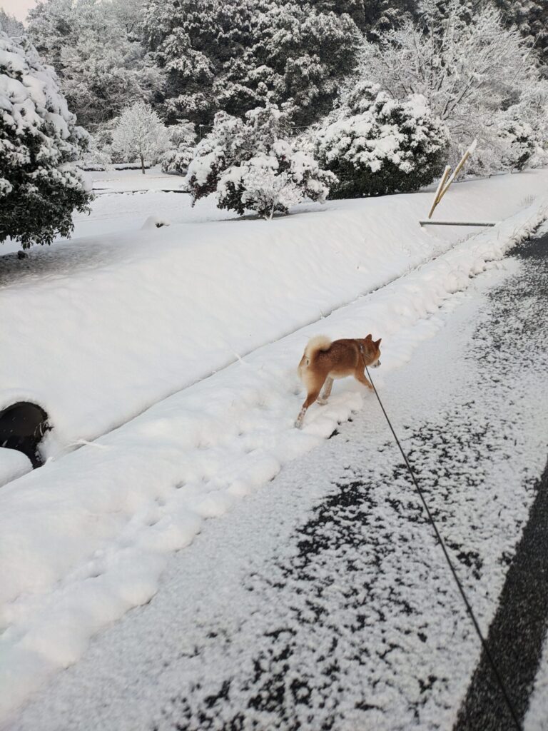 冬の散歩風景の写真
