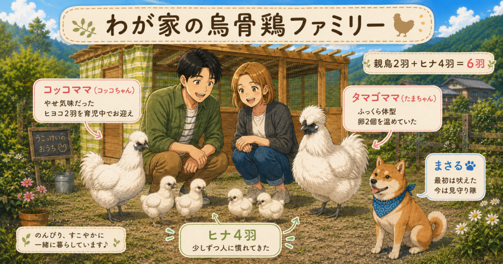 わが家の烏骨鶏ファミリーの紹介図。コッコママ、タマゴママ、ヒナ4羽、柴犬まさるの特徴をイラストでまとめた図解