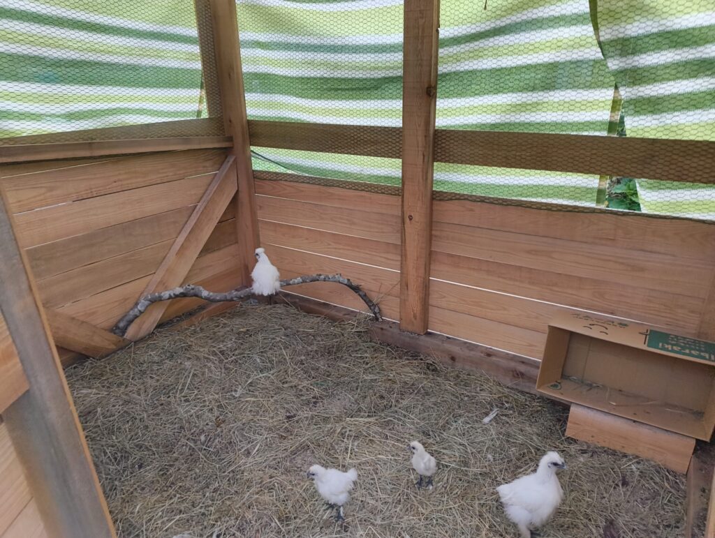 烏骨鶏のヒナが止まり木にのぼっている写真