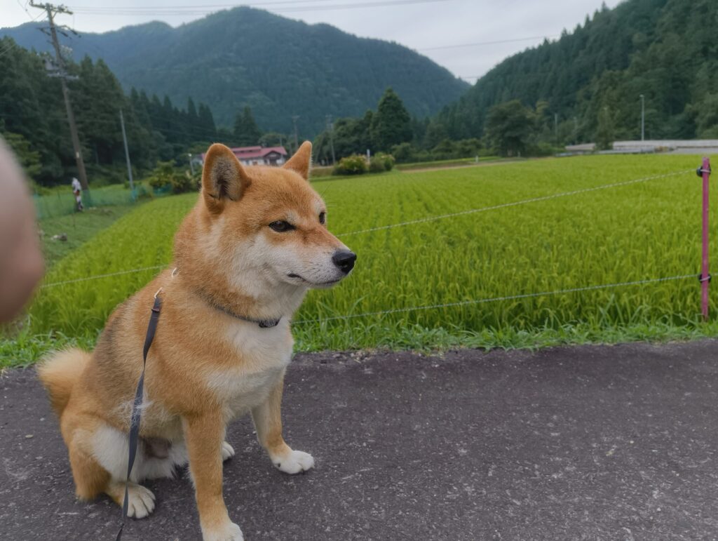 座って撫でてもらうのを待つ柴犬