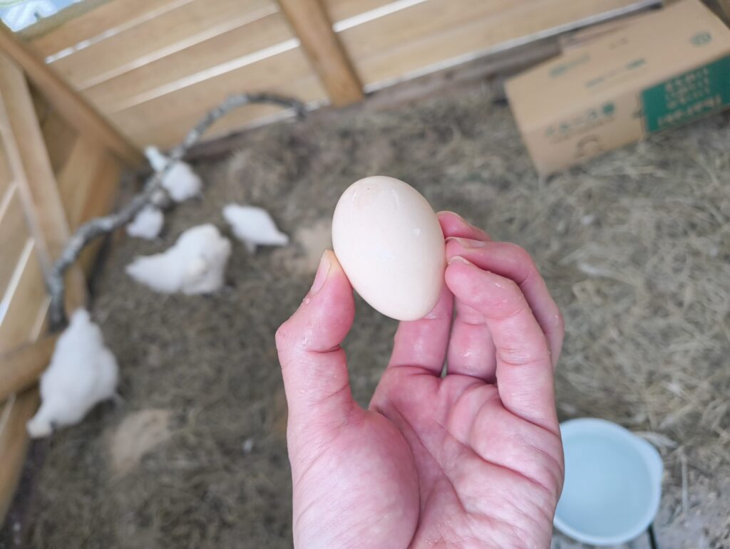烏骨鶏 卵 わが家で初めて産まれた初卵の写真