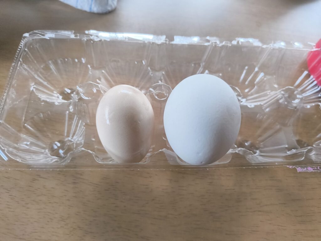 烏骨鶏の卵と普通の卵の大きさを比較した写真