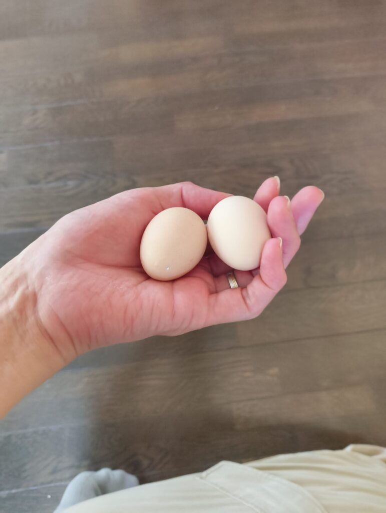 烏骨鶏の卵が二つ並んだ写真