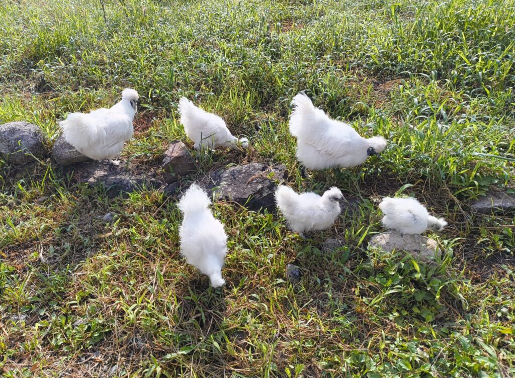 親鳥2羽とヒナ4羽の烏骨鶏ファミリーの写真